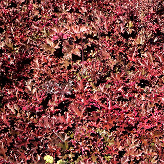 Heuchera 'Melting Fire'